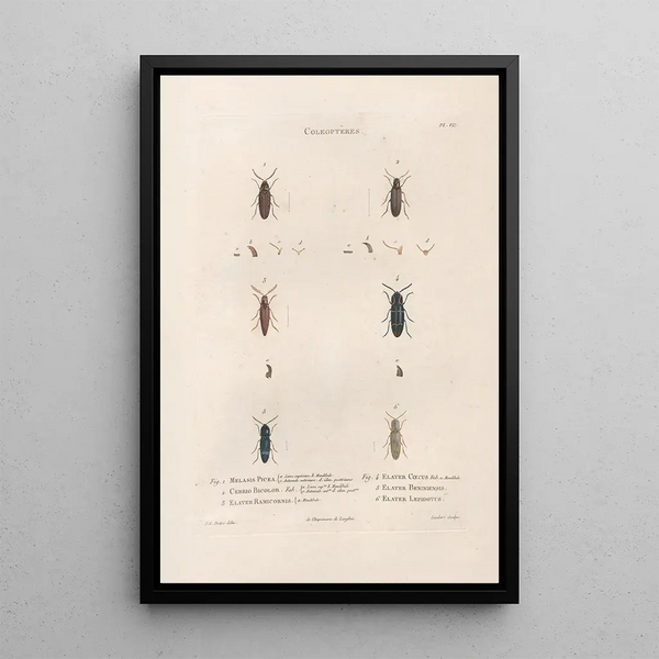 Insects collected in Africa and America Pl10 - Jean Gabriel Prêtre — framed artwork on a wall