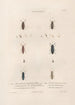 Insects collected in Africa and America Pl10 - Jean Gabriel Prêtre — artwork view