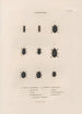 Insects collected in Africa and America Pl11 - Jean Gabriel Prêtre — artwork view