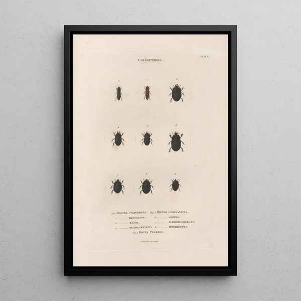 Insects collected in Africa and America Pl11 - Jean Gabriel Prêtre — framed artwork on a wall
