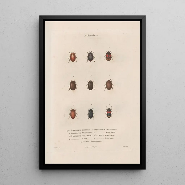Insectes recueillis en Afrique et en Amérique Pl12 - Jean Gabriel Prêtre — framed artwork on a wall
