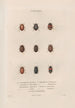 Insectes recueillis en Afrique et en Amérique Pl12 - Jean Gabriel Prêtre — artwork view
