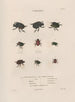 Insects collected in Africa and America Pl13 - Jean Gabriel Prêtre — artwork view
