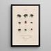 Insects collected in Africa and America Pl13 - Jean Gabriel Prêtre — framed artwork on a wall