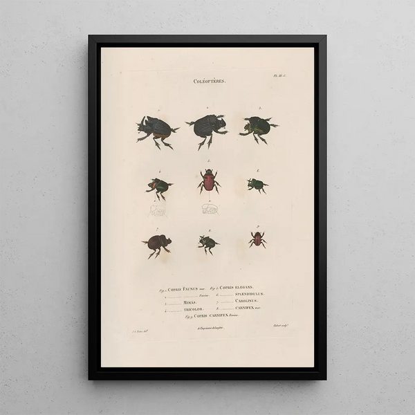 Insects collected in Africa and America Pl13 - Jean Gabriel Prêtre — framed artwork on a wall