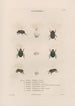 Insects collected in Africa and America Pl14 - Jean Gabriel Prêtre — artwork view
