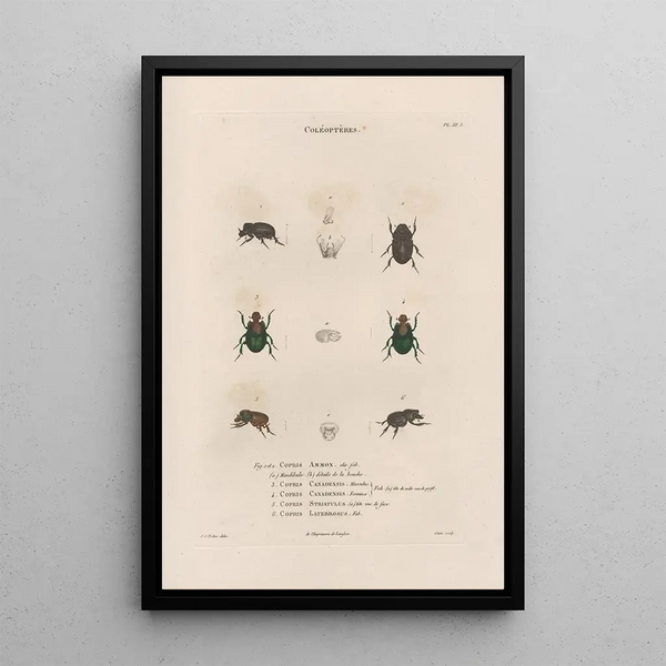 Insects collected in Africa and America Pl14 - Jean Gabriel Prêtre — framed artwork on a wall