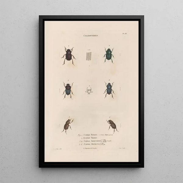 Insects collected in Africa and America Pl15 - Jean Gabriel Prêtre — framed artwork on a wall