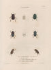 Insects collected in Africa and America Pl15 - Jean Gabriel Prêtre — artwork view