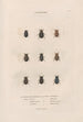 Insects collected in Africa and America Pl16 - Jean Gabriel Prêtre — artwork view