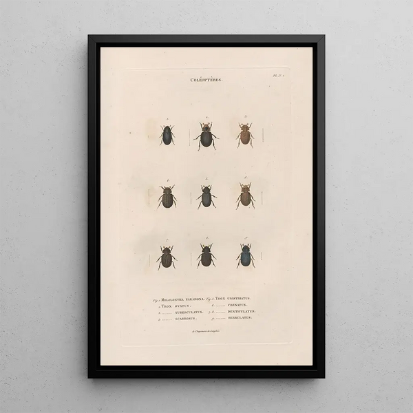 Insects collected in Africa and America Pl16 - Jean Gabriel Prêtre — framed artwork on a wall