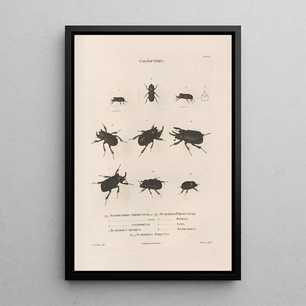 Insectes recueillis en Afrique et en Amérique Pl17 - Jean Gabriel Prêtre — framed artwork on a wall