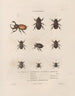 Insects collected in Africa and America Pl18 - Jean Gabriel Prêtre — artwork view