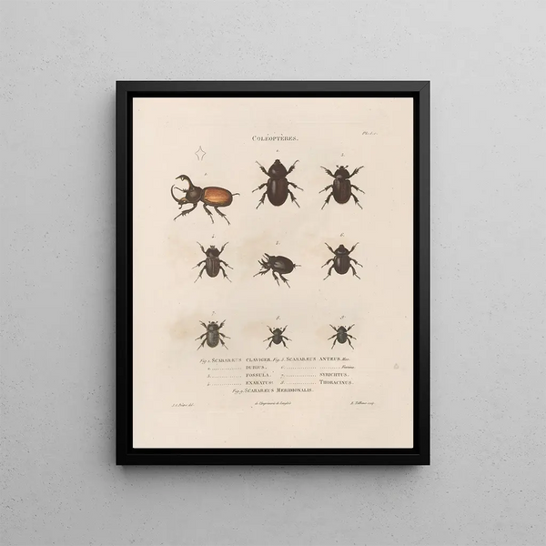Insects collected in Africa and America Pl18 - Jean Gabriel Prêtre — framed artwork on a wall