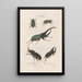 Insects collected in Africa and America Pl19 - Jean Gabriel Prêtre — framed artwork on a wall