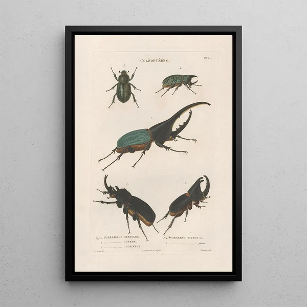 Insects collected in Africa and America Pl19 - Jean Gabriel Prêtre — framed artwork on a wall