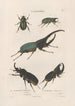Insects collected in Africa and America Pl19 - Jean Gabriel Prêtre — artwork view
