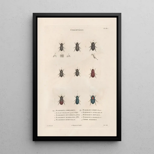 Insects collected in Africa and America Pl20 - Jean Gabriel Prêtre — framed artwork on a wall