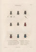 Insects collected in Africa and America Pl20 - Jean Gabriel Prêtre — artwork view