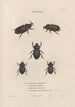 Insects collected in Africa and America Pl21 - Jean Gabriel Prêtre — artwork view