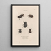 Insects collected in Africa and America Pl21 - Jean Gabriel Prêtre — framed artwork on a wall