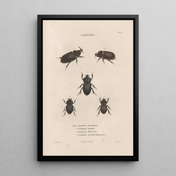 Insects collected in Africa and America Pl21 - Jean Gabriel Prêtre — framed artwork on a wall