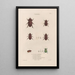 Insects collected in Africa and America Pl22 - Jean Gabriel Prêtre — framed artwork on a wall