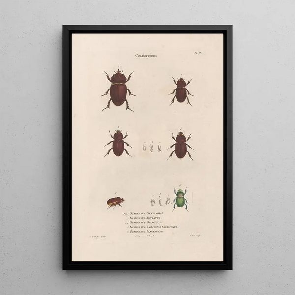 Insects collected in Africa and America Pl22 - Jean Gabriel Prêtre — framed artwork on a wall