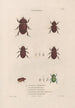 Insects collected in Africa and America Pl22 - Jean Gabriel Prêtre — artwork view