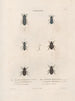 Insects collected in Africa and America Pl23 - Jean Gabriel Prêtre — artwork view