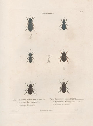 Jean Gabriel Pretre - Insectes recueillis en Afrique et en Amrique Pl23.webp
