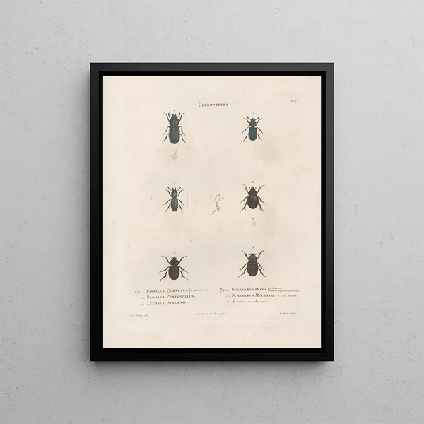 Insects collected in Africa and America Pl23 - Jean Gabriel Prêtre — framed artwork on a wall