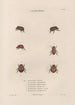 Insects collected in Africa and America Pl24 - Jean Gabriel Prêtre — artwork view