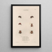 Insects collected in Africa and America Pl24 - Jean Gabriel Prêtre — framed artwork on a wall