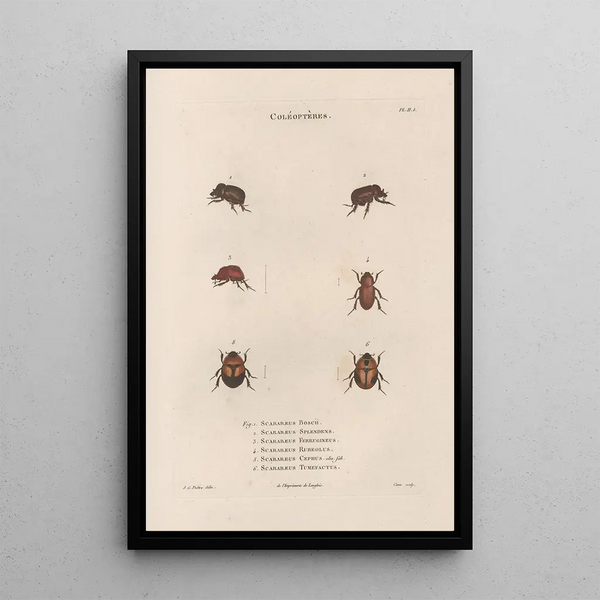 Insects collected in Africa and America Pl24 - Jean Gabriel Prêtre — framed artwork on a wall