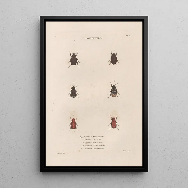 Insects collected in Africa and America Pl25 - Jean Gabriel Prêtre — framed artwork on a wall