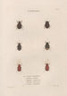 Insects collected in Africa and America Pl25 - Jean Gabriel Prêtre — artwork view