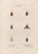 Insects collected in Africa and America Pl26 - Jean Gabriel Prêtre — artwork view