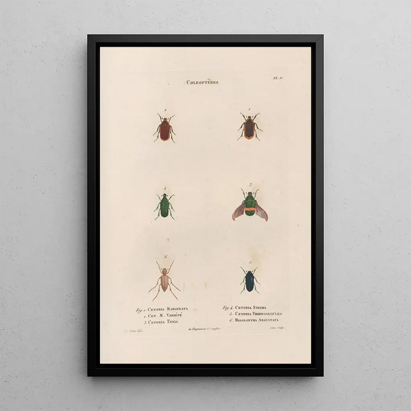 Insects collected in Africa and America Pl26 - Jean Gabriel Prêtre — framed artwork on a wall