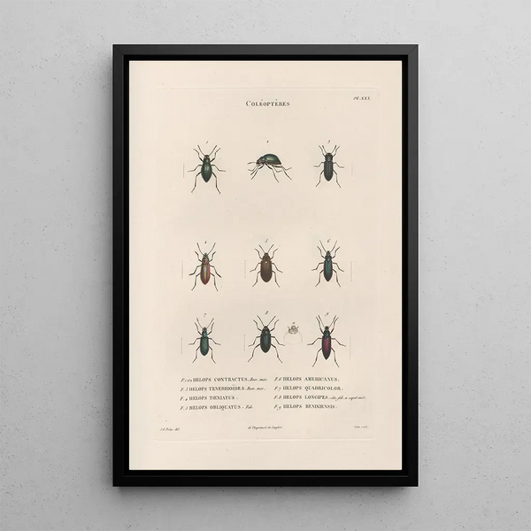 Insects collected in Africa and America Pl27 - Jean Gabriel Prêtre — framed artwork on a wall