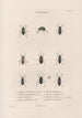 Insects collected in Africa and America Pl27 - Jean Gabriel Prêtre — artwork view