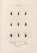 Insects collected in Africa and America Pl28 - Jean Gabriel Prêtre — artwork view