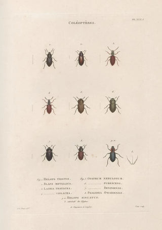Jean Gabriel Pretre - Insectes recueillis en Afrique et en Amrique Pl28.webp