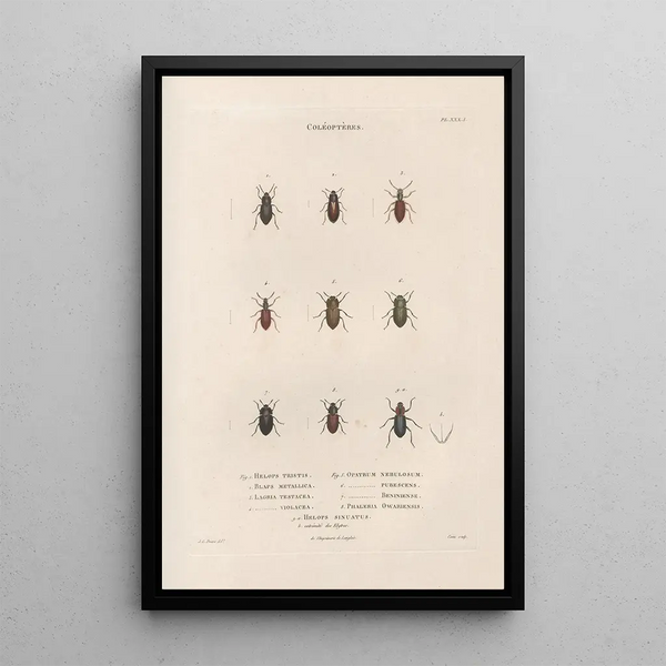 Insects collected in Africa and America Pl28 - Jean Gabriel Prêtre — framed artwork on a wall