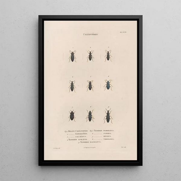 Insects collected in Africa and America Pl29 - Jean Gabriel Prêtre — framed artwork on a wall