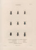 Insects collected in Africa and America Pl29 - Jean Gabriel Prêtre — artwork view