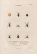 Insects collected in Africa and America Pl30 - Jean Gabriel Prêtre — artwork view