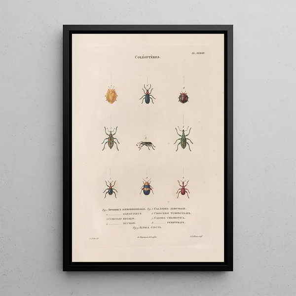 Insects collected in Africa and America Pl30 - Jean Gabriel Prêtre — framed artwork on a wall