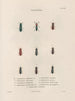 Insectes recueillis en Afrique et en Amérique Pl31 - Jean Gabriel Prêtre — artwork view