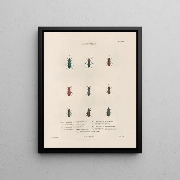 Insectes recueillis en Afrique et en Amérique Pl31 - Jean Gabriel Prêtre — framed artwork on a wall